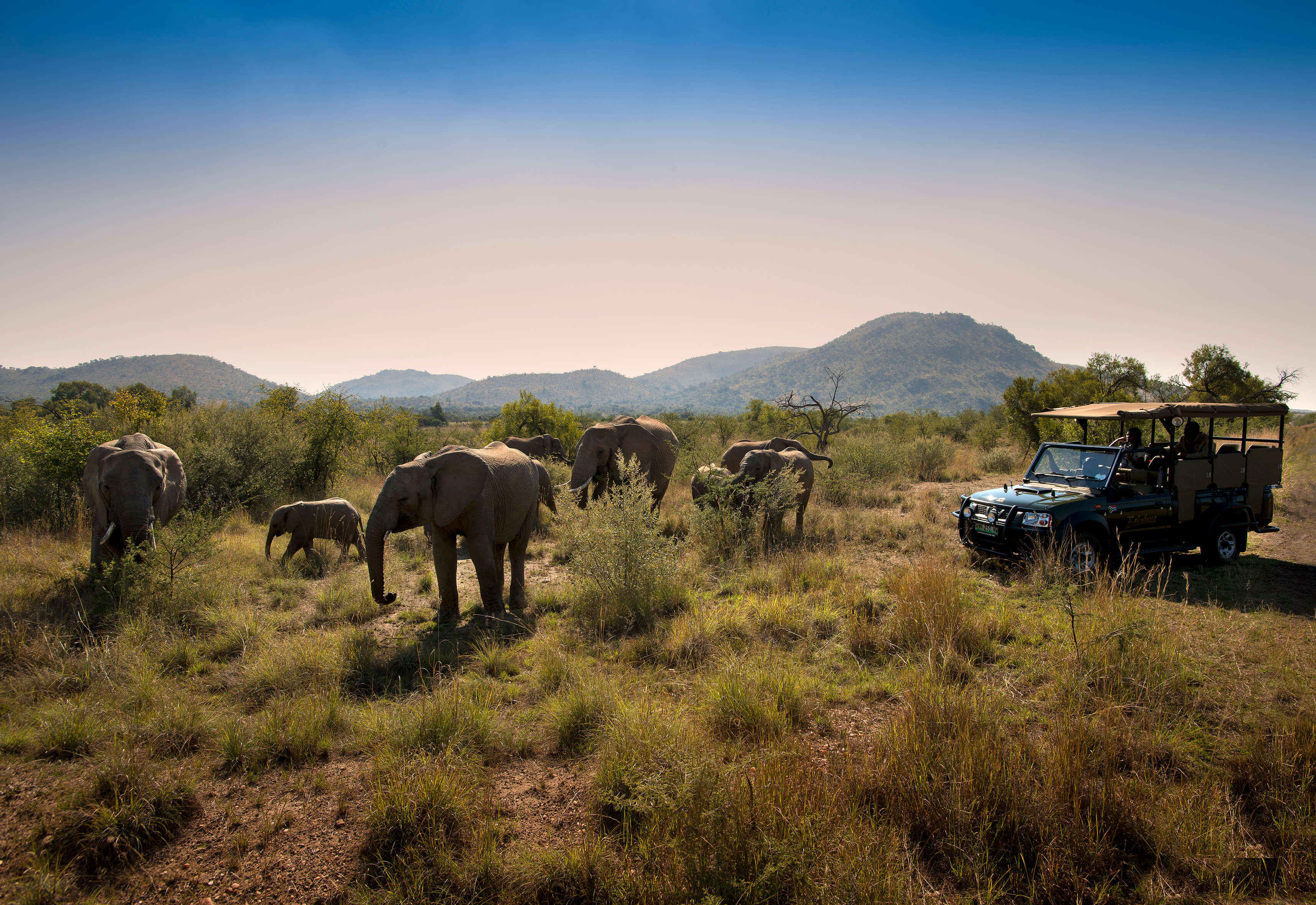 Bakubung Bush Lodge_Wildlife_Game Drives (17)